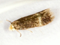 Stigmella confusellla